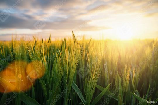 Wheat flied at sunset with clouds, agriculture concept image  : Stock Photo or Stock Video Download rcfotostock photos, images and assets rcfotostock | RC Photo Stock.: