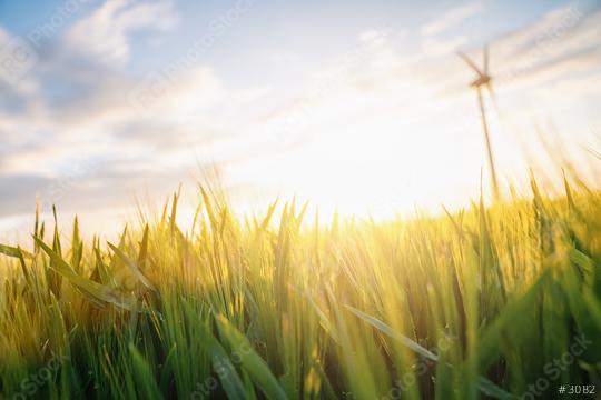 Wheat flied at sunset with clouds and wind turbine, agriculture concept image  : Stock Photo or Stock Video Download rcfotostock photos, images and assets rcfotostock | RC Photo Stock.: