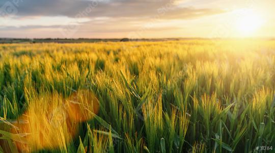 Wheat flied at sunset with clouds, rural countryside  : Stock Photo or Stock Video Download rcfotostock photos, images and assets rcfotostock | RC Photo Stock.: