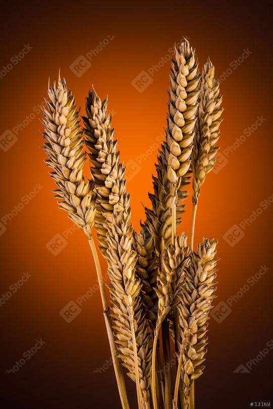 Wheat grain bundel  : Stock Photo or Stock Video Download rcfotostock photos, images and assets rcfotostock | RC Photo Stock.: