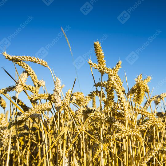 wheat harvest, wheat field on the background of blue sky in the sun.  agriculture. Stock Photo and Buy images at rcfotostock this photo and find  more royalty-free stock photos from rclassenlayouts or
