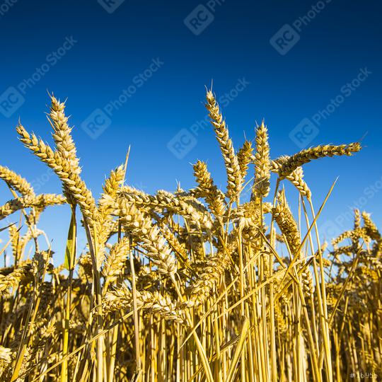 wheat harvest, wheat field on the background of blue sky in the sun.  agriculture.  : Stock Photo or Stock Video Download rcfotostock photos, images and assets rcfotostock | RC-Photo-Stock.:
