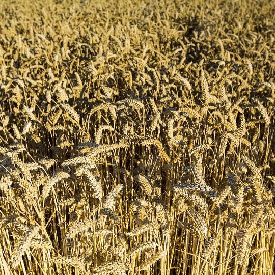 wheat harvest, wheat field on the background of blue sky in the sun.  agriculture.  : Stock Photo or Stock Video Download rcfotostock photos, images and assets rcfotostock | RC Photo Stock.: