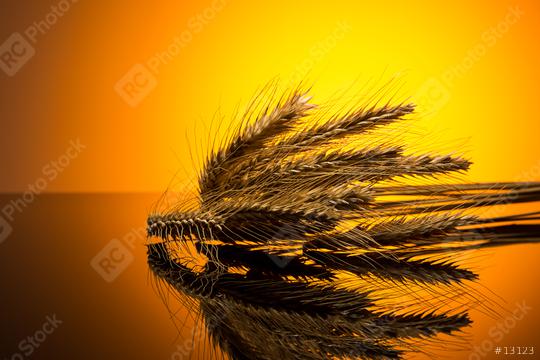 Wheat in the sunset  : Stock Photo or Stock Video Download rcfotostock photos, images and assets rcfotostock | RC Photo Stock.: