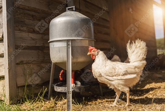 White chicken on a farm. Hens in a free range farm. Chickens walking in the farm yard with water dispenser  : Stock Photo or Stock Video Download rcfotostock photos, images and assets rcfotostock | RC Photo Stock.:
