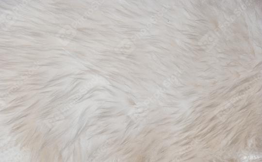 White long hair fur for background or texture  : Stock Photo or Stock Video Download rcfotostock photos, images and assets rcfotostock | RC Photo Stock.: