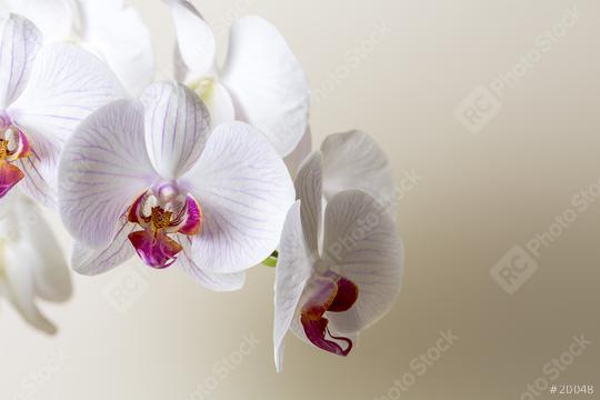 white Orchid flowers cosmetics on brown background  : Stock Photo or Stock Video Download rcfotostock photos, images and assets rcfotostock | RC Photo Stock.: