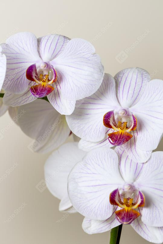 white Orchid flowers on brown background  : Stock Photo or Stock Video Download rcfotostock photos, images and assets rcfotostock | RC Photo Stock.: