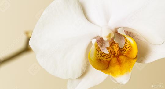White Orchid singel flower on brown background  : Stock Photo or Stock Video Download rcfotostock photos, images and assets rcfotostock | RC Photo Stock.: