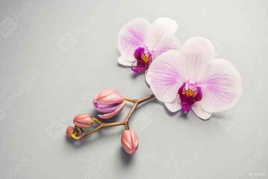 White orchid with buds on the grey background  : Stock Photo or Stock Video Download rcfotostock photos, images and assets rcfotostock | RC Photo Stock.: