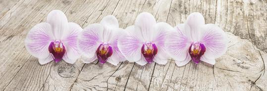 White orchids (phalaenopsis flower) on wooden background  : Stock Photo or Stock Video Download rcfotostock photos, images and assets rcfotostock | RC Photo Stock.: