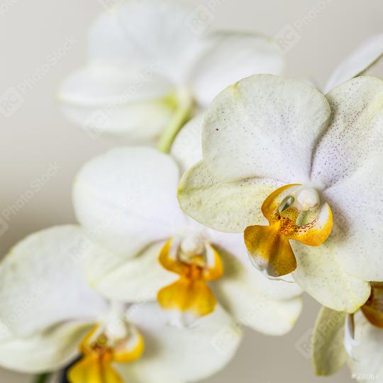 white yellow Orchid flowers cosmetics on brown background  : Stock Photo or Stock Video Download rcfotostock photos, images and assets rcfotostock | RC Photo Stock.: