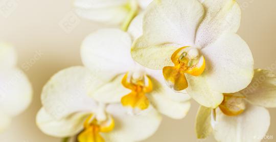 white yellow Orchid flowers cosmetics on brown background  : Stock Photo or Stock Video Download rcfotostock photos, images and assets rcfotostock | RC Photo Stock.: