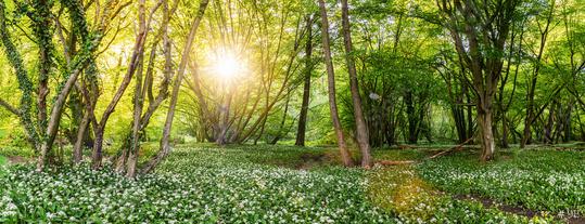 Wild garlic flowers in the forest at sunset, panoramic view  : Stock Photo or Stock Video Download rcfotostock photos, images and assets rcfotostock | RC Photo Stock.: