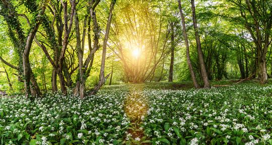 Wild garlic forest in spring with beautiful bright sun rays in germany - panorama  : Stock Photo or Stock Video Download rcfotostock photos, images and assets rcfotostock | RC Photo Stock.: