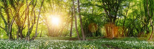 Wild garlic forest in spring with beautiful bright sun rays, panorama  : Stock Photo or Stock Video Download rcfotostock photos, images and assets rcfotostock | RC Photo Stock.:
