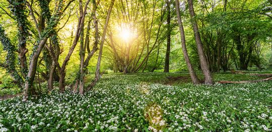 Wild Garlic Forest in springtime  : Stock Photo or Stock Video Download rcfotostock photos, images and assets rcfotostock | RC Photo Stock.:
