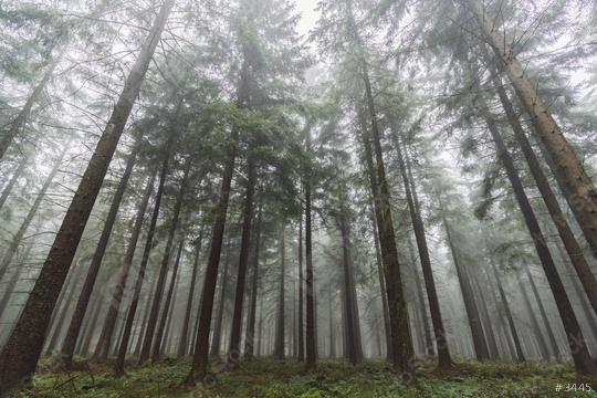 wilderness landscape forest with pine trees and mist  : Stock Photo or Stock Video Download rcfotostock photos, images and assets rcfotostock | RC Photo Stock.: