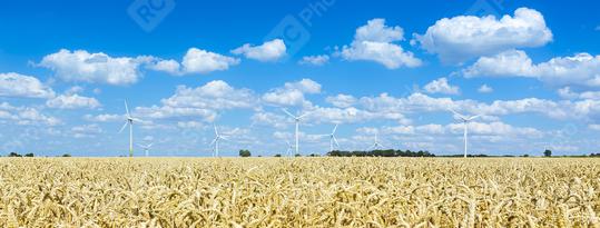 wind farm with Pinwheels on agriculture cornfiled landscape with  : Stock Photo or Stock Video Download rcfotostock photos, images and assets rcfotostock | RC Photo Stock.: