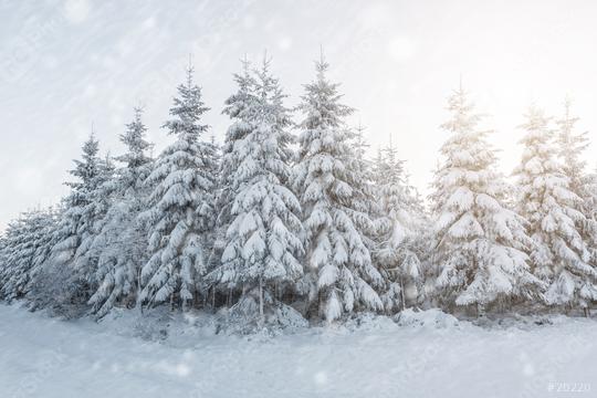 winter forest at a snwoy winter landscape  : Stock Photo or Stock Video Download rcfotostock photos, images and assets rcfotostock | RC Photo Stock.: