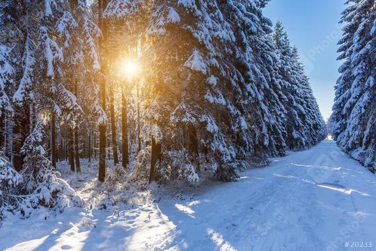 winter forest trail with sunlight that shines between the forest trees  : Stock Photo or Stock Video Download rcfotostock photos, images and assets rcfotostock | RC Photo Stock.: