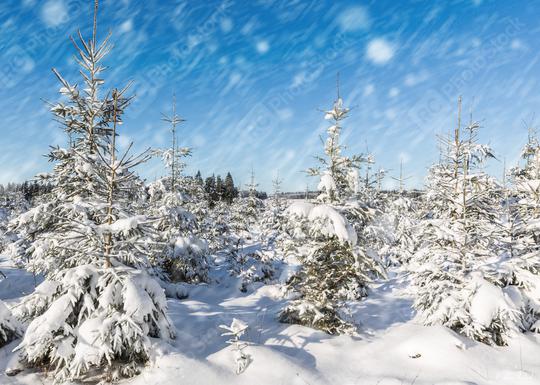 winter landscape with Christmas trees and blue sky  : Stock Photo or Stock Video Download rcfotostock photos, images and assets rcfotostock | RC Photo Stock.: