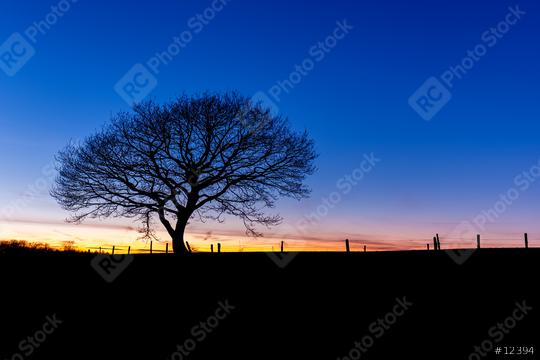 winter sunset with a oak tree silhouette  : Stock Photo or Stock Video Download rcfotostock photos, images and assets rcfotostock | RC Photo Stock.: