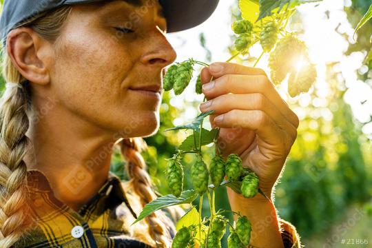 Woman farmer testing the quality of the hop harvest smelling and touching the umbels   : Stock Photo or Stock Video Download rcfotostock photos, images and assets rcfotostock | RC Photo Stock.: