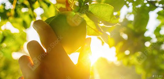Woman hand picks a grenn apple from a tree at sunset, with sunflare  : Stock Photo or Stock Video Download rcfotostock photos, images and assets rcfotostock | RC Photo Stock.: