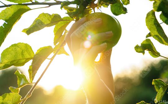 Woman hand picks apple from a tree, bright rays of the sun  : Stock Photo or Stock Video Download rcfotostock photos, images and assets rcfotostock | RC Photo Stock.: