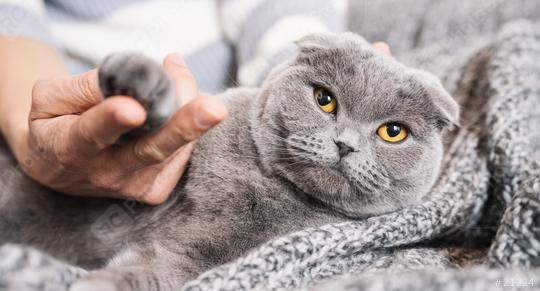 Woman holding a paw from a sleepy cat on the sofa. Domestic animal, scottish fold cat.  : Stock Photo or Stock Video Download rcfotostock photos, images and assets rcfotostock | RC Photo Stock.: