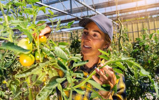 woman in a greenhouse picking some red tomatoes. Delicious red tomatoe hanging on the vine of a tomato plant  : Stock Photo or Stock Video Download rcfotostock photos, images and assets rcfotostock | RC Photo Stock.: