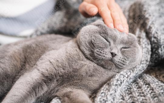 Woman petting sleepy cat on the sofa. Domestic animal, scottish fold cat.  Stock Photo and Buy images at rcfotostock this photo and find more  royalty-free stock photos from rclassenlayouts or rclassen stockfotos