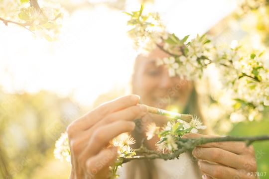 woman smiling while using a brush to pollinate apple blossoms, backlit by soft sunlight  : Stock Photo or Stock Video Download rcfotostock photos, images and assets rcfotostock | RC Photo Stock.: