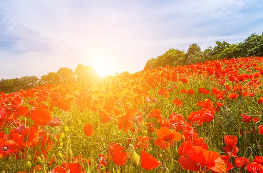 Wonderful landscape during sunrise. Blooming red poppies on field against the sun, blue sky. Wild flowers in springtime. Beautiful natural landscape in the summertime.  : Stock Photo or Stock Video Download rcfotostock photos, images and assets rcfotostock | RC Photo Stock.: