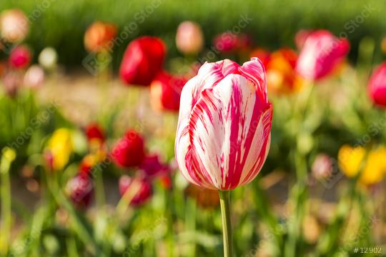 Wonderful Tulips in a field  : Stock Photo or Stock Video Download rcfotostock photos, images and assets rcfotostock | RC Photo Stock.: