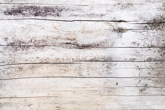 Wood tree texture pattern  : Stock Photo or Stock Video Download rcfotostock photos, images and assets rcfotostock | RC Photo Stock.: