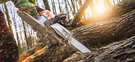 Woodcutter saws tree with chainsaw on sawmill  : Stock Photo or Stock Video Download rcfotostock photos, images and assets rcfotostock | RC Photo Stock.: