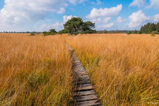 Wooden boardwalk at the High Fens moor at autumn, Belgium, Hohes Venn  : Stock Photo or Stock Video Download rcfotostock photos, images and assets rcfotostock | RC Photo Stock.:
