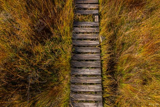 Wooden boardwalk at the High Fens view from above, Belgium, Hohes Venn  : Stock Photo or Stock Video Download rcfotostock photos, images and assets rcfotostock | RC Photo Stock.: