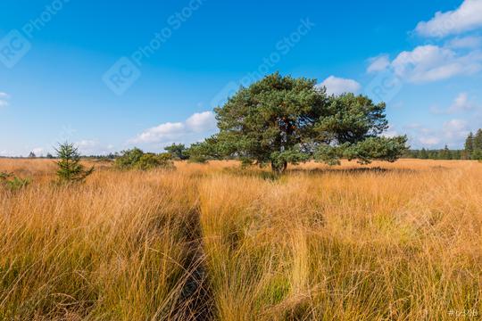 Wooden boardwalk to a bog pine at the High Fens a bog landscape at autumn, Belgium, Hohes Venn  : Stock Photo or Stock Video Download rcfotostock photos, images and assets rcfotostock | RC Photo Stock.: