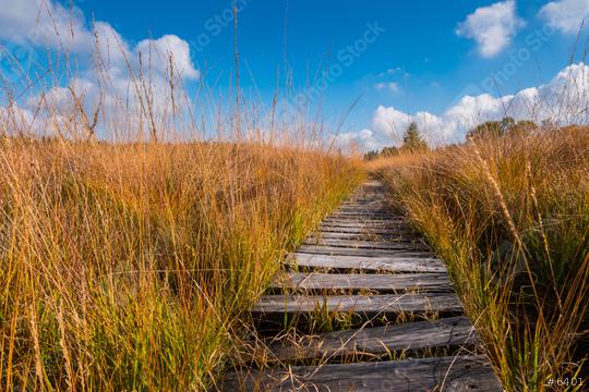 wooden boardwalk to the High Fens bog landscape at autumn, Belgium, Hohes Venn  : Stock Photo or Stock Video Download rcfotostock photos, images and assets rcfotostock | RC Photo Stock.: