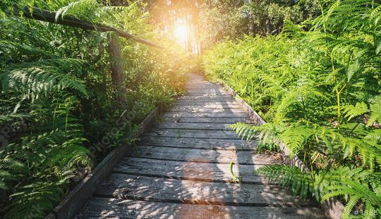 Wooden path in to the forest covered ferns and sunlight, at summer evening   : Stock Photo or Stock Video Download rcfotostock photos, images and assets rcfotostock | RC Photo Stock.: