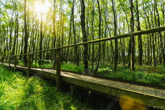 Wooden path in to the magic forest with ferns and sunlight, sunset summer evening   : Stock Photo or Stock Video Download rcfotostock photos, images and assets rcfotostock | RC-Photo-Stock.: