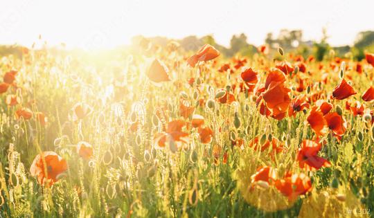 Wunderful poppy field at susnet  : Stock Photo or Stock Video Download rcfotostock photos, images and assets rcfotostock | RC Photo Stock.: