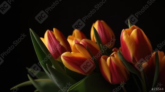 Yellow and pink tulips with green leaves on a dark background  : Stock Photo or Stock Video Download rcfotostock photos, images and assets rcfotostock | RC Photo Stock.: