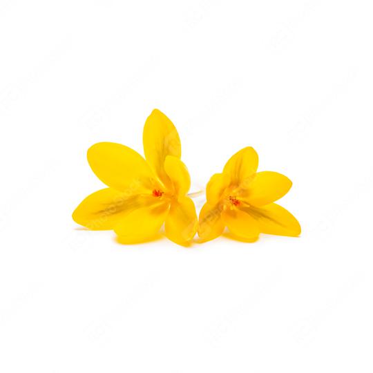 Yellow crocus flowers  : Stock Photo or Stock Video Download rcfotostock photos, images and assets rcfotostock | RC Photo Stock.: