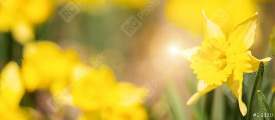 Yellow daffodils flower bed, banner size, nature background concept image, with copyspace for your individual text.  : Stock Photo or Stock Video Download rcfotostock photos, images and assets rcfotostock | RC Photo Stock.: