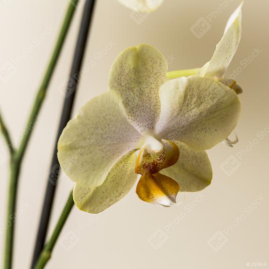 yellow Orchid flowers on brown background  : Stock Photo or Stock Video Download rcfotostock photos, images and assets rcfotostock | RC Photo Stock.: