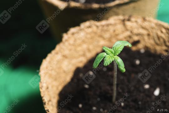 young cannabis sprout i a pot  : Stock Photo or Stock Video Download rcfotostock photos, images and assets rcfotostock | RC Photo Stock.: